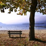 Autumn-Leaves-and-Bench